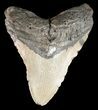 Huge, Megalodon Tooth - North Carolina #49513-1